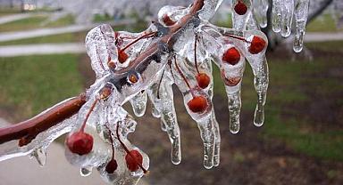 İklim Krizinde Bağ ve Bahçelerde ‘Don’ Riski Artıyor!