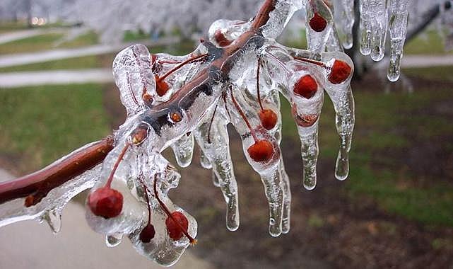 İklim Krizinde Bağ ve Bahçelerde ‘Don’ Riski Artıyor!