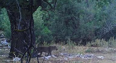 Milli Parklar - Anadolu Parsı yeniden görüntülendi!