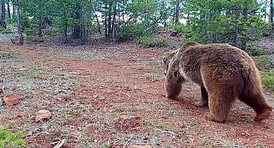 Ayılar NASIL kaşınır? - GÜNCEL...