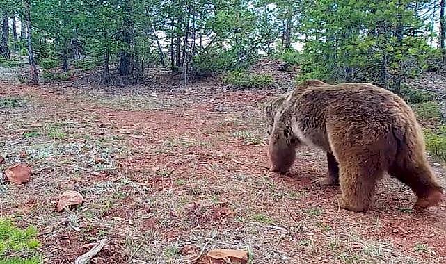 Ayılar NASIL kaşınır? - GÜNCEL...