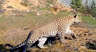 GÜNCEL: Bu da Anadolu Leoparı - VİDEO!