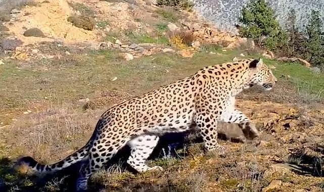 GÜNCEL: Bu da Anadolu Leoparı - VİDEO!