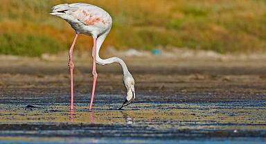 Yaban Hayatı Suçlarıyla Mücadele için yeni doküman - Roma Stratejik Planı!