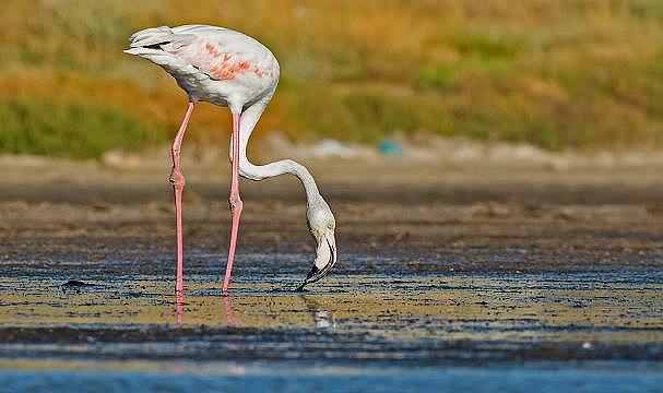 Yaban Hayatı Suçlarıyla Mücadele için yeni doküman - Roma Stratejik Planı!