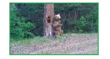 Ayılarda kaşınır? - Doğal yaşam...