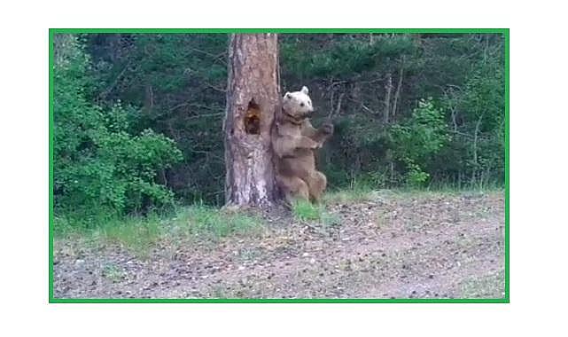 Ayılarda kaşınır? - Doğal yaşam...