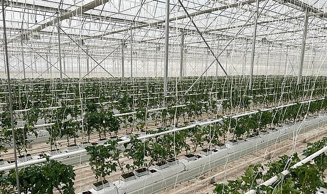 Konya Jeotermal - Topraksız tarımın…