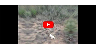 Türkiye'de ilk kez görüntülendi - Doğal yaşam...