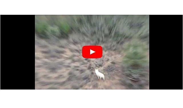 Türkiye&#039;de ilk kez görüntülendi - Doğal yaşam...