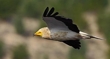 Vaillant - Küçük Akbabaları Koruma Projesi'ni genişletiyor!