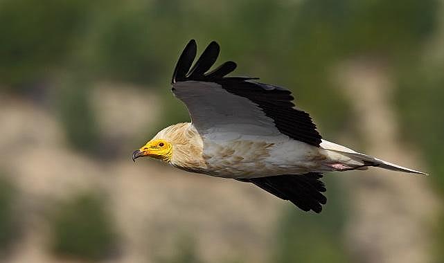 Vaillant - Küçük Akbabaları Koruma Projesi&#039;ni genişletiyor!