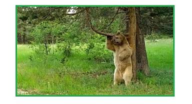 Ayının ''kaşınma'' dansı... Doğal Yaşam!