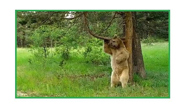 Ayının &#039;&#039;kaşınma&#039;&#039; dansı... Doğal Yaşam!