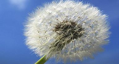 Baharın habercisi ilk CEMRE düştü - Aksa Doğalgaz!