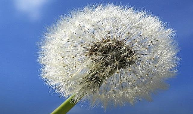 Baharın habercisi ilk CEMRE düştü - Aksa Doğalgaz!