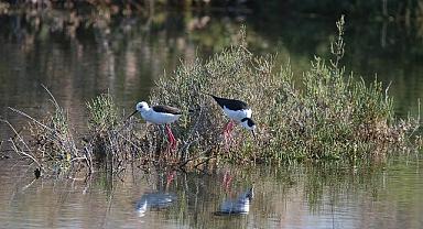 Doğa Derneği - İzmir Gediz Deltası’nı tehdit eden Jeotermal Kaynak Arama Faaliyetlerine Karşı…