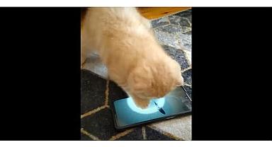 GÜNCEL - Yavru kedinin telefonda balık avı!