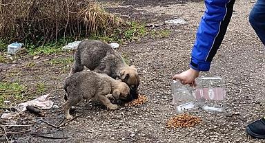 SEDAŞ - Saha çalışanlarından sokak hayvanlarına yardım eli...