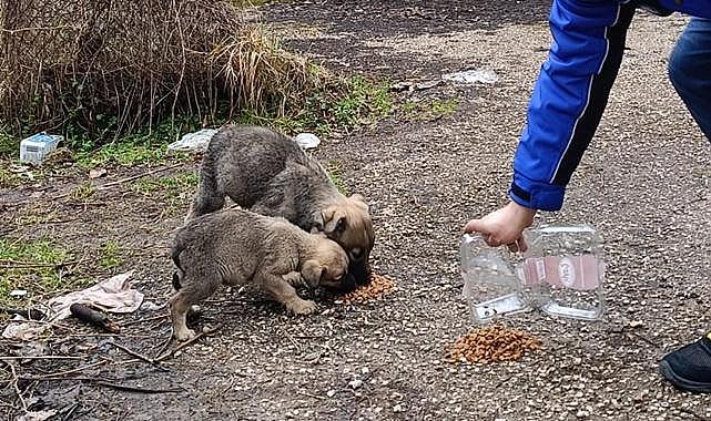 SEDAŞ - Saha çalışanlarından sokak hayvanlarına yardım eli...
