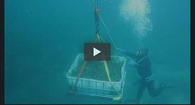 BOTAŞ ödül aldı - Saros Deniz Çayırlarının Taşınması Projesi ile!