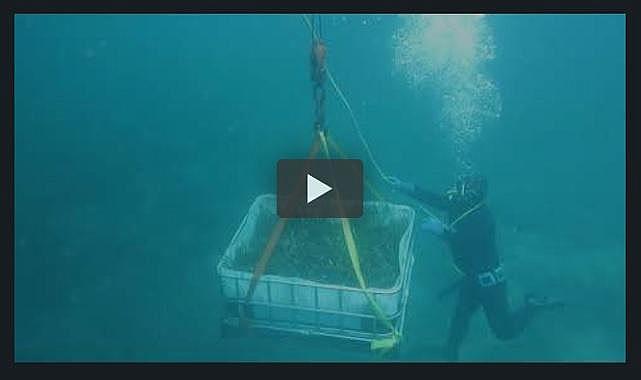 BOTAŞ ödül aldı - Saros Deniz Çayırlarının Taşınması Projesi ile!