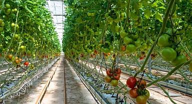 Teknolojik seralarında ‘topraksız tarım’la yüzde 72 SU tasarrufu - Alarko Tarım!