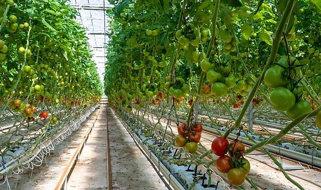 Teknolojik seralarında ‘topraksız tarım’la yüzde 72 SU tasarrufu - Alarko Tarım!