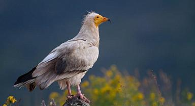 Vaillant ve Doğa Derneği - Küçük Akbabaların Korunması İçin Büyük Adım!