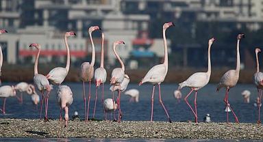 Doğa Derneği - Çağrı yaptı!