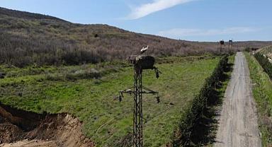 Güvenli göç güzergâhında leyleklerin yuvası hazır - TREDAŞ!
