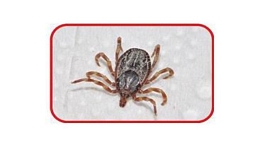 Kene ısırması nedir? - Keneden nasıl korunuruz?