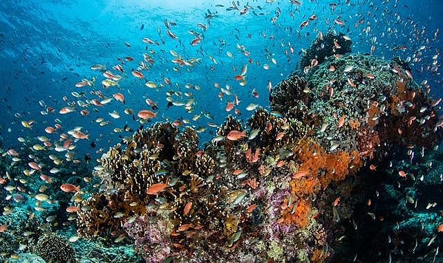 TEMA Vakfı - Biyolojik çeşitliliğin korunması için &quot;Planın Parçası Olun&quot; ve geleceği şekillendirin!