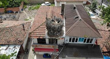 TREDAŞ - Yuva yapan "Gelendost" canlı yayınla takipte…