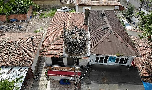 TREDAŞ - Yuva yapan &quot;Gelendost&quot; canlı yayınla takipte…