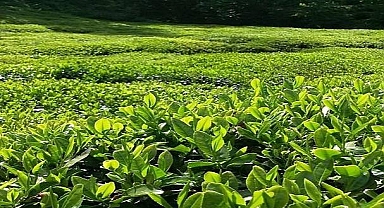 GÜNCEL - Yaş ÇAY taban fiyatı açıklandı!