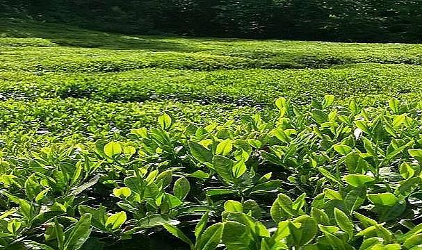 GÜNCEL - Yaş ÇAY taban fiyatı açıklandı!