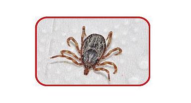 GÜNCEL ÖNEMLİ HABER: Sıcak Havalarda Kırım Kongo Vakalarına Dikkat - İstanbul Okan Üniversitesi Hastanesi Enfeksiyon Hastalıkları…