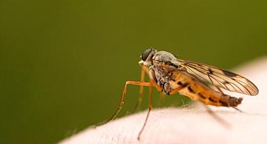 GÜNCEL - Doğal Sinek Kovucu…