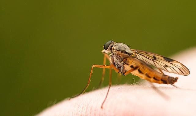 GÜNCEL - Doğal Sinek Kovucu…