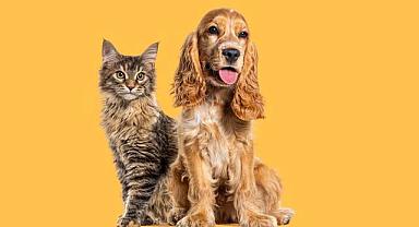 GÜNCEL - Türkiye’deki evcil hayvan sayısı 19 milyona ulaştı!