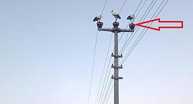 Sakarya Elektrik Dağıtım - LEYLEKLER için enerji nakil hatlarına izole...