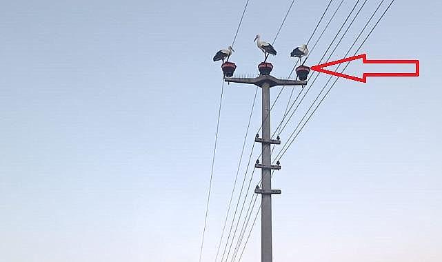 Sakarya Elektrik Dağıtım - LEYLEKLER için enerji nakil hatlarına izole...