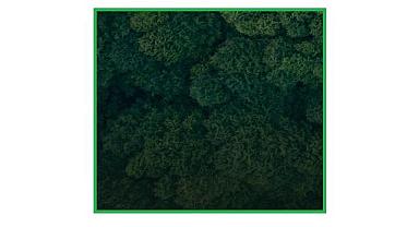 TEMA Vakfı - İzmir’in dağlarında çiçekler yine açacak!