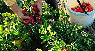 Buğday Ekolojik Yaşamı Destekleme Derneği’ - ''Hatay'da yürüttüğümüz agroekolojik tarımsal üretim...''
