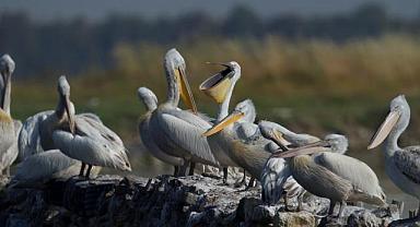 İzmir Gediz Deltası - Tepeli Pelikanlar için Yuva Platformu…