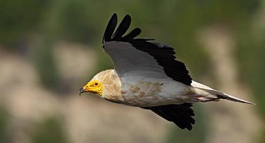 Vaillant ve Doğa Derneği - Mersin’de Küçük Akbabaların Yeni Yuvaları Tespit Edildi!