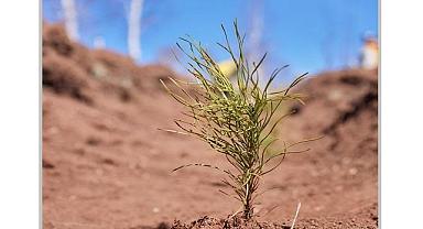 Uludağ Elektrik ''11 futbol sahası büyüklüğünde YEŞİL alan...''
