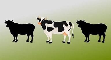 Evde ''doğalgaz ve elektrik nasıl üretilir?'' Bunun için ''1-3 büyükbaş hayvan yeterli