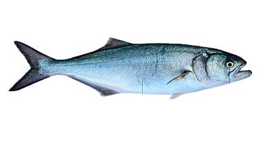 GÜNCEL ''Taze balık nasıl anlaşılır?'' - Tarım ve Orman Bakanlığı hazırladı'